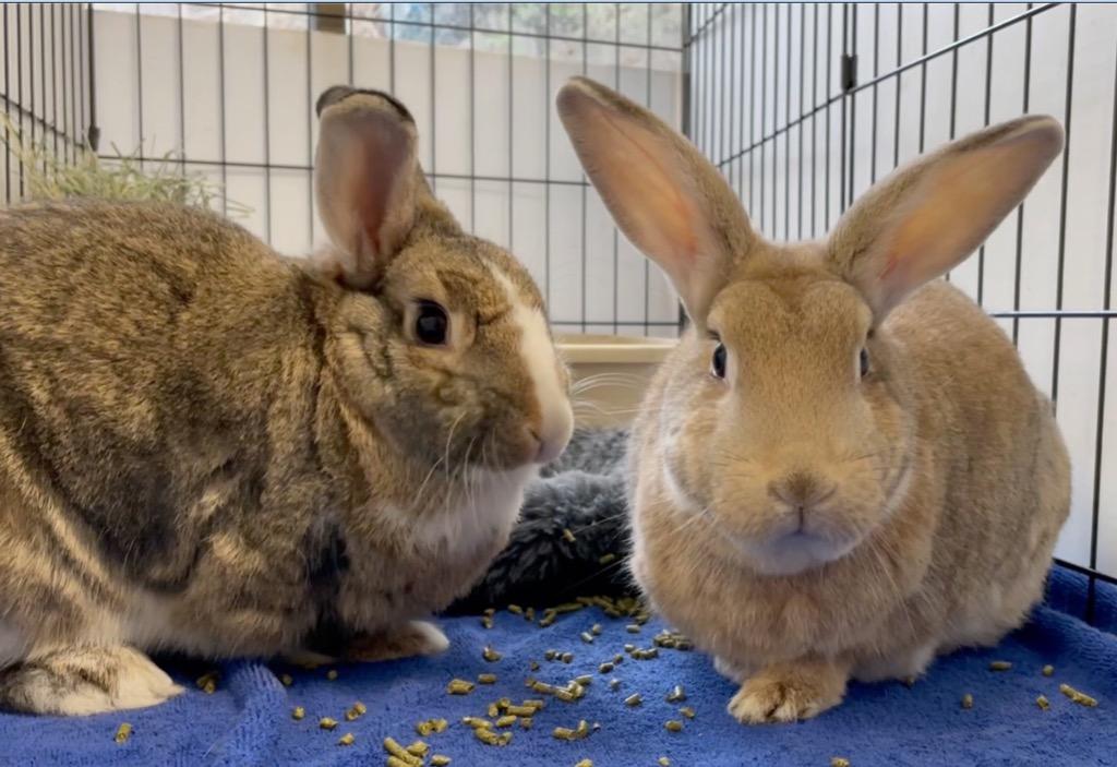 Enlarge Sugar Pie / Kirby, a Adoptable Dutch in San Francisco, CA image 3/6