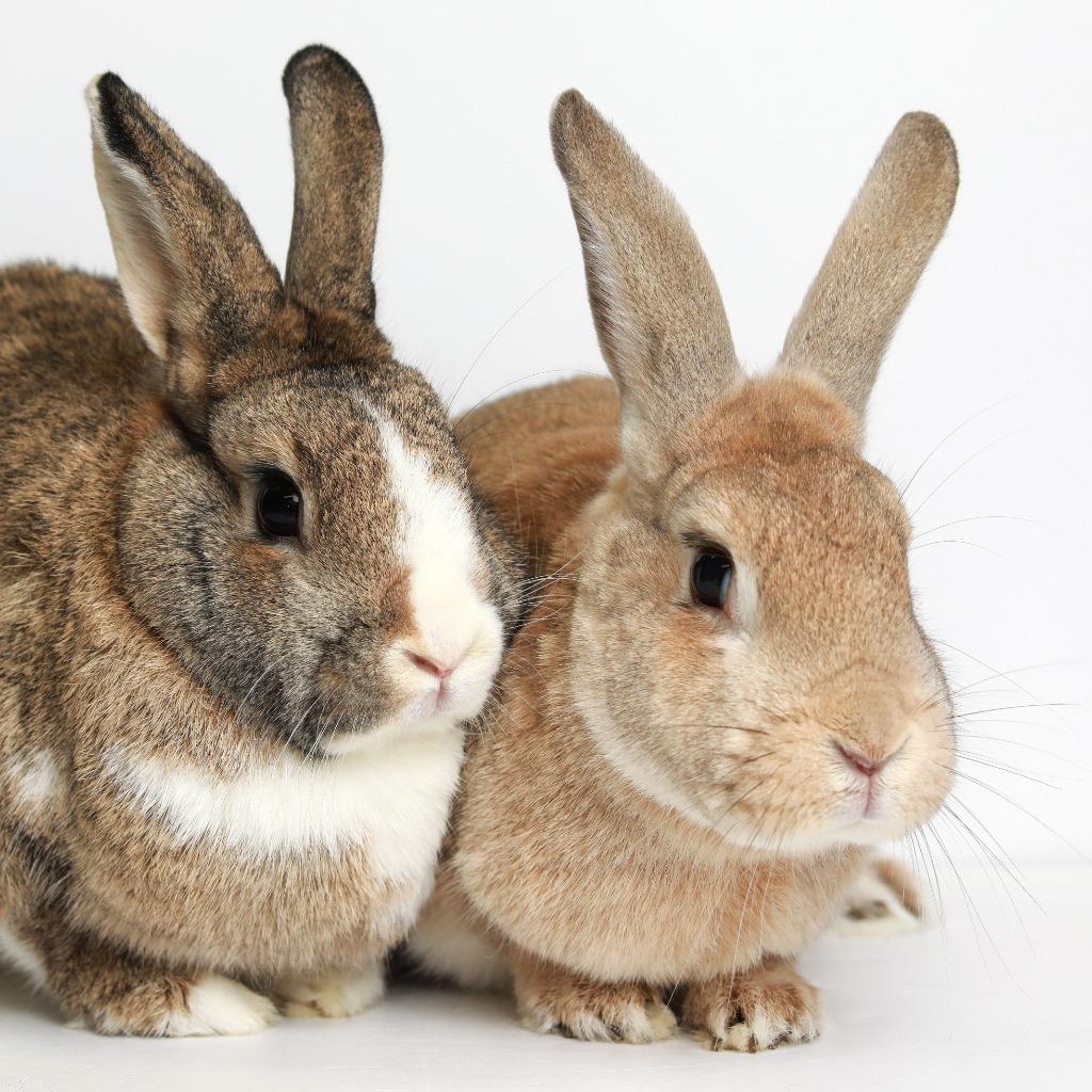 Sugar Pie / Kirby, a Adoptable Dutch in San Francisco, CA image 2/6