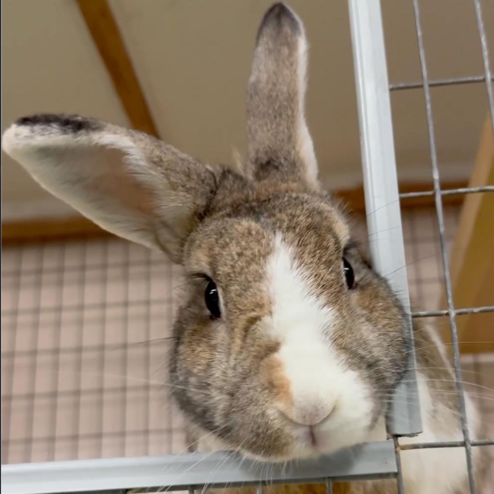 Enlarge Sugar Pie, a Adoptable Dutch in San Francisco, CA image 1/1