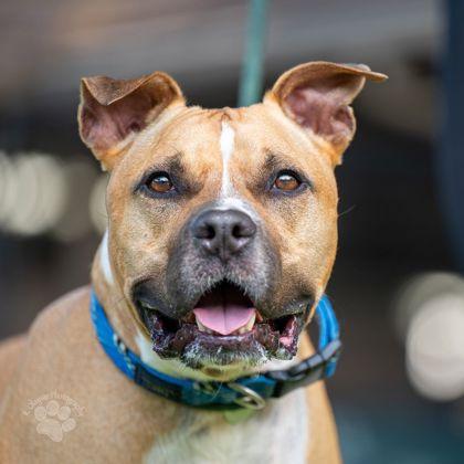 Ku`i, a Adoptable mixed breed in Honolulu, HI image 1/3