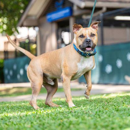 Enlarge Ku`i, a Adoptable mixed breed in Honolulu, HI image 1/2