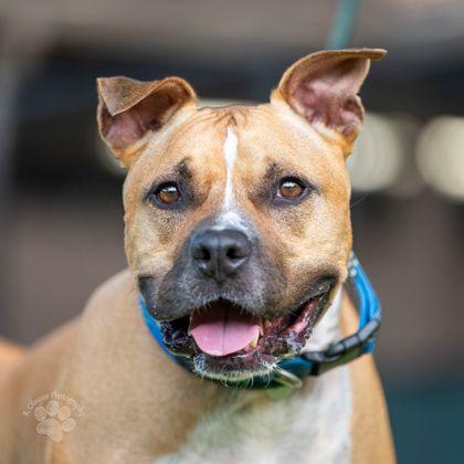 Enlarge Ku`i, a Adoptable mixed breed in Honolulu, HI image 2/2