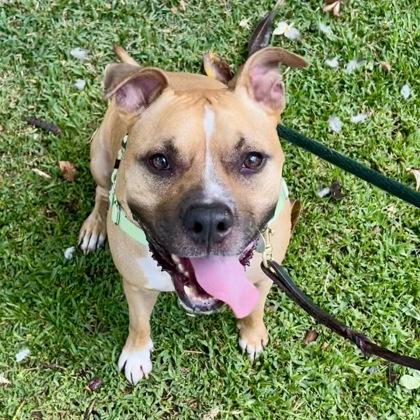 Ku`i, a Adoptable mixed breed in Honolulu, HI image 3/3