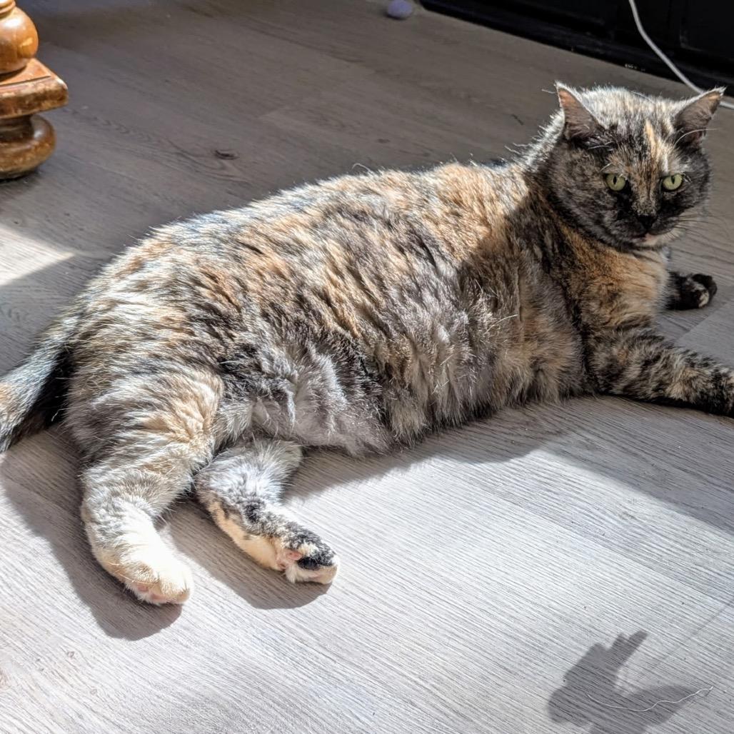 Sunshine, Adoptable, Senior Female Domestic Short Hair.