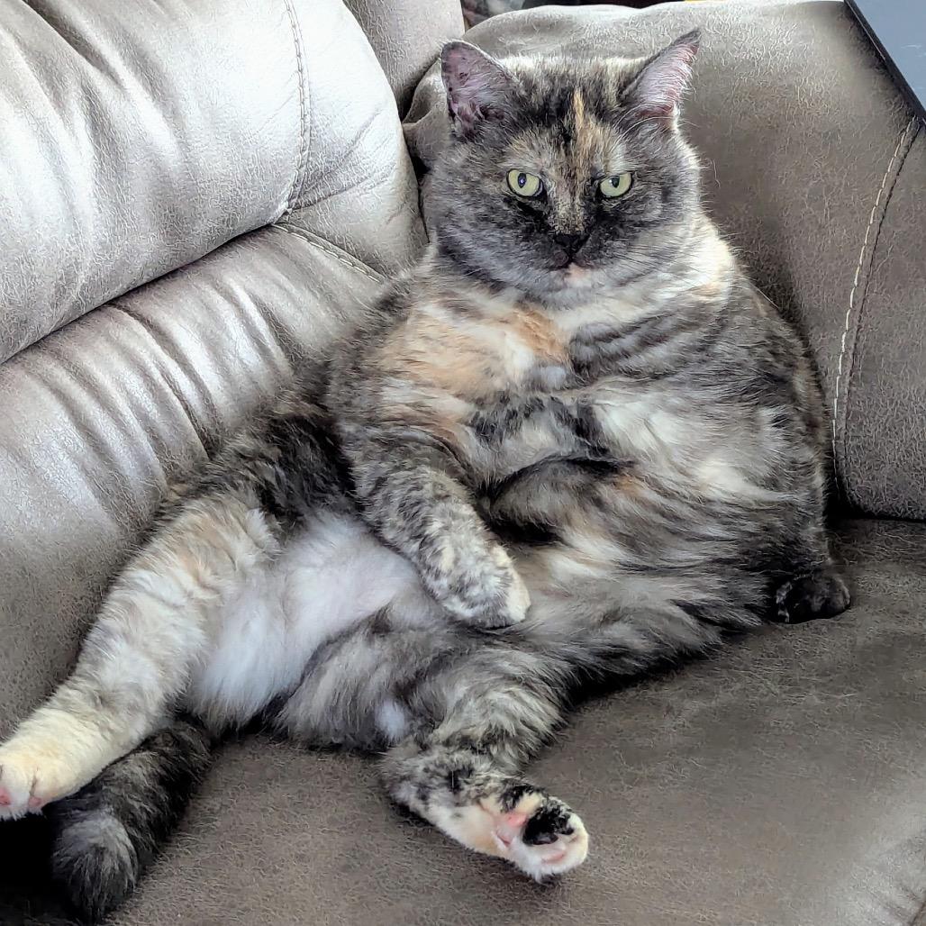 Enlarge Sunshine, a Adoptable Domestic Short Hair in Hinesville, GA image 2/3