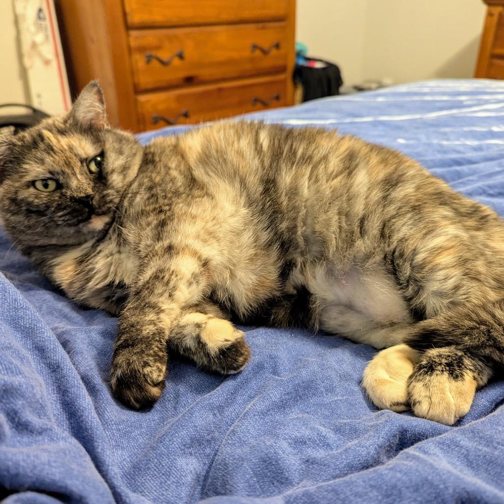 Enlarge Sunshine, a Adoptable Domestic Short Hair in Hinesville, GA image 3/3