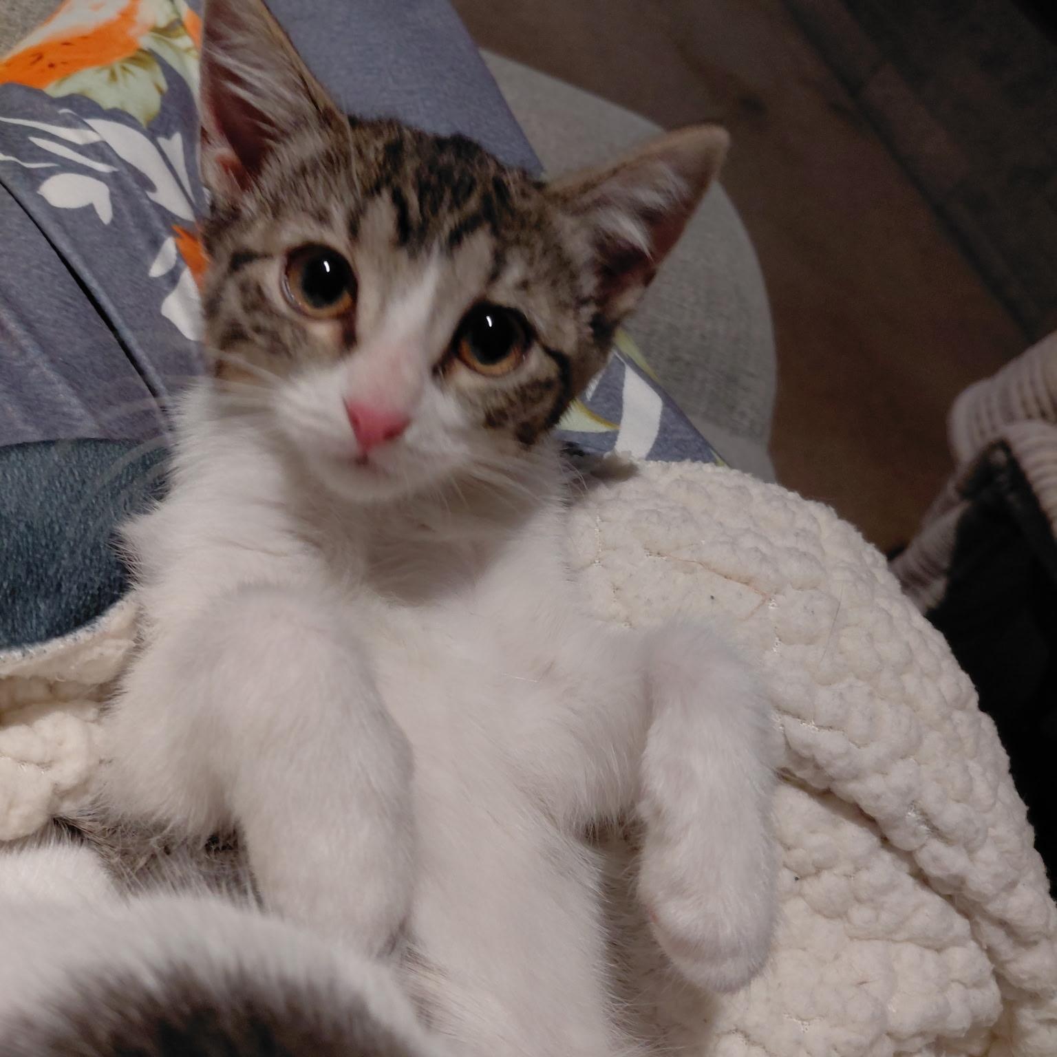 Enlarge Salt, an adopted Domestic Short Hair in Joliet, IL image 4/4