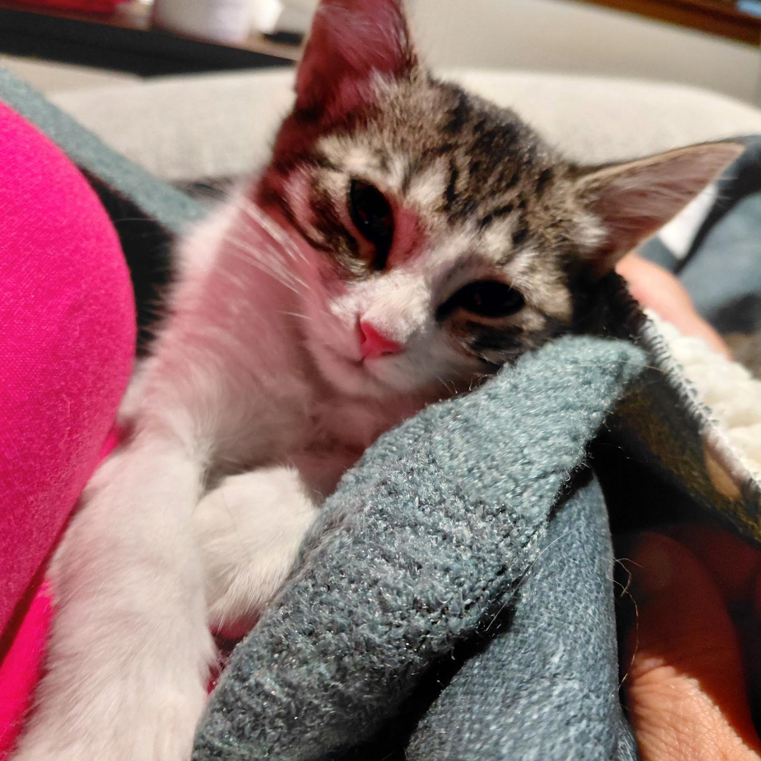 Enlarge Salt, an adopted Domestic Short Hair in Joliet, IL image 2/4
