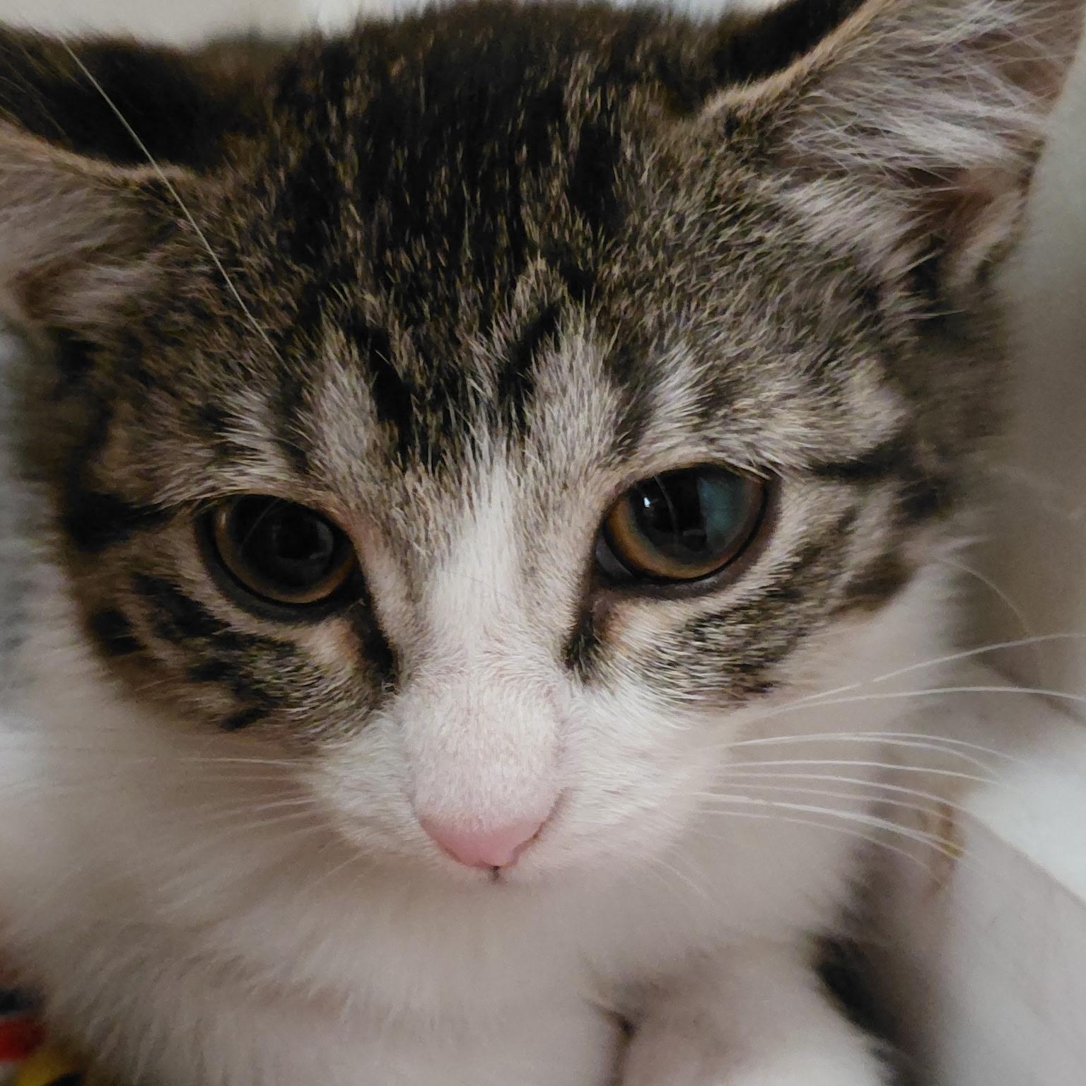 Enlarge Salt, an adopted Domestic Short Hair in Joliet, IL image 3/4