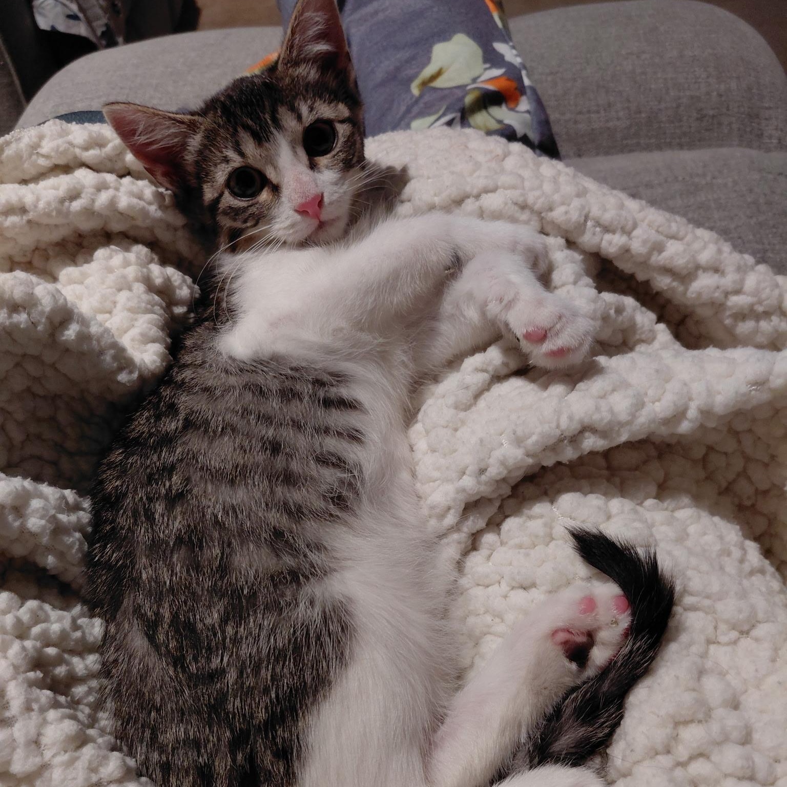 Salt, adopted, Kitten Female Domestic Short Hair.