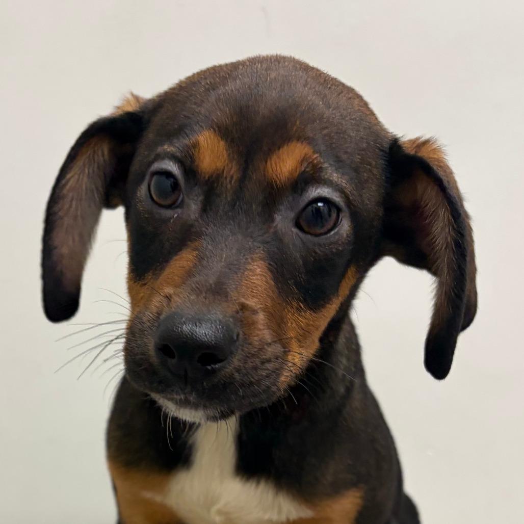 Enlarge Poppy, a Adoptable Beagle in St. Louis, MO image 1/2