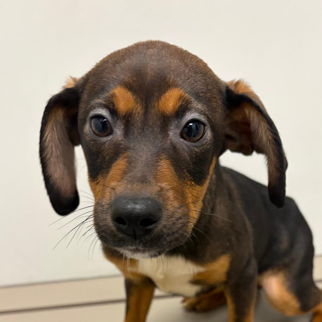 Enlarge Poppy, a Adoptable Beagle in St. Louis, MO image 2/2