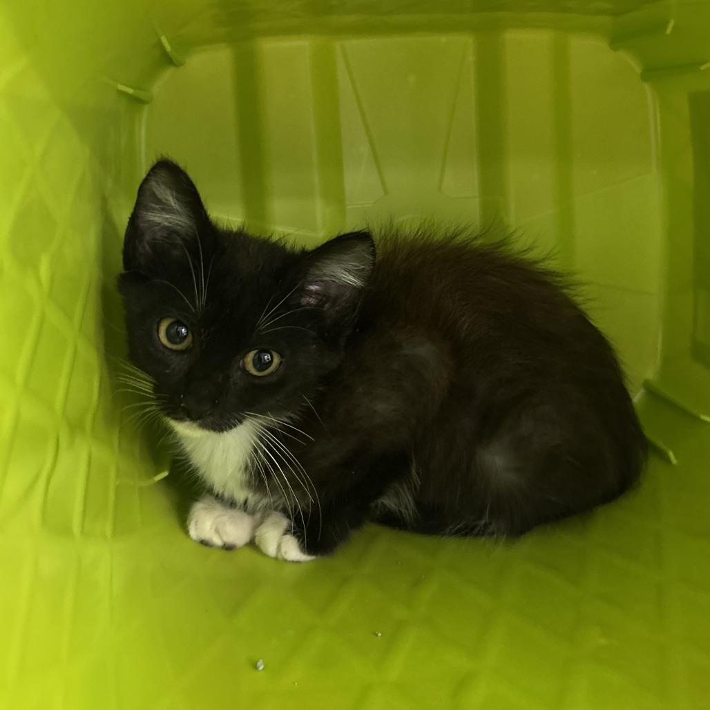 Saturn, Adoptable, Kitten Female Domestic Medium Hair.