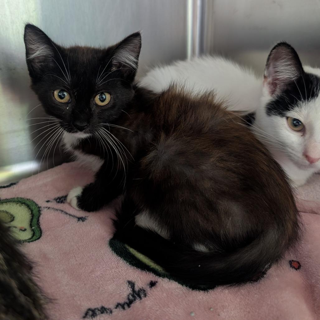 Enlarge Saturn, a Adoptable Domestic Medium Hair in Emporia, KS image 2/4