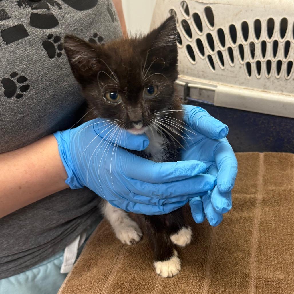 Enlarge Saturn, a Adoptable Domestic Medium Hair in Emporia, KS image 3/4