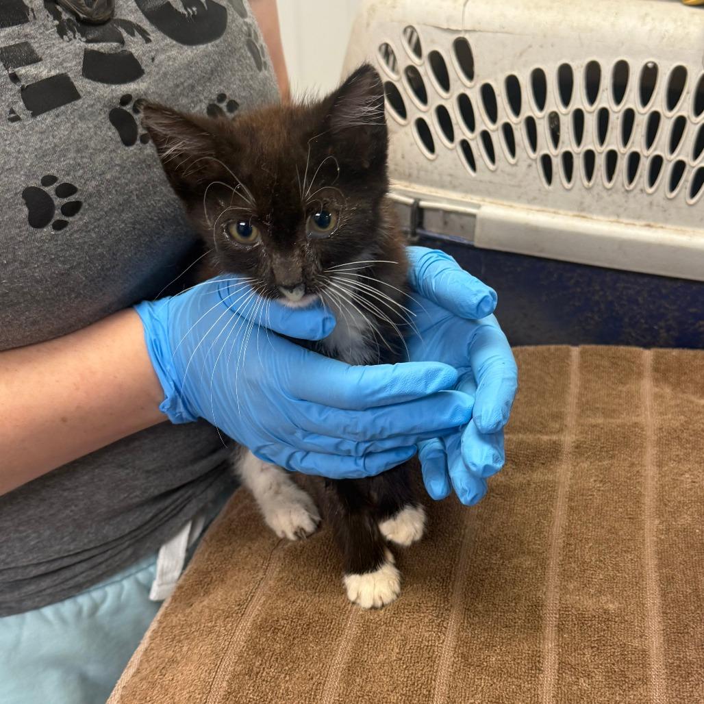 Enlarge Saturn, a Adoptable Domestic Medium Hair in Emporia, KS image 4/4