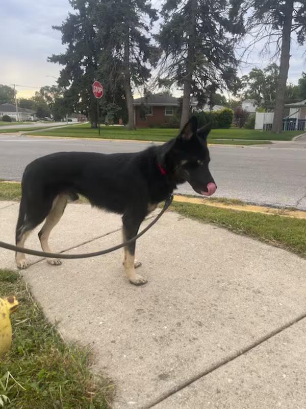 Enlarge Declan, a Adoptable German Shepherd Dog in Northlake, IL image 3/4