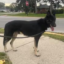 Enlarge Declan, a Adoptable German Shepherd Dog in Northlake, IL image 1/4