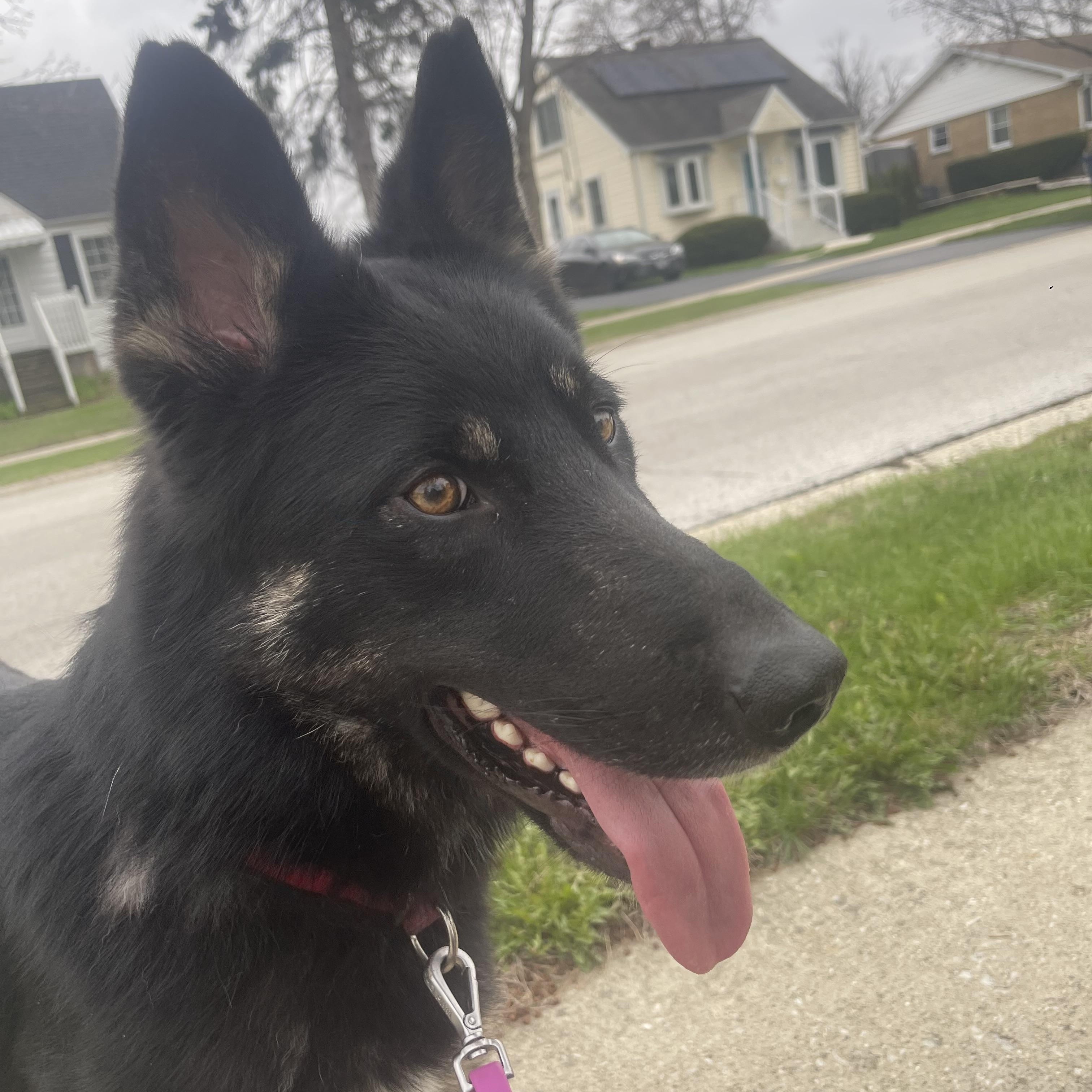 Enlarge Declan, a Adoptable German Shepherd Dog in Northlake, IL image 5/6