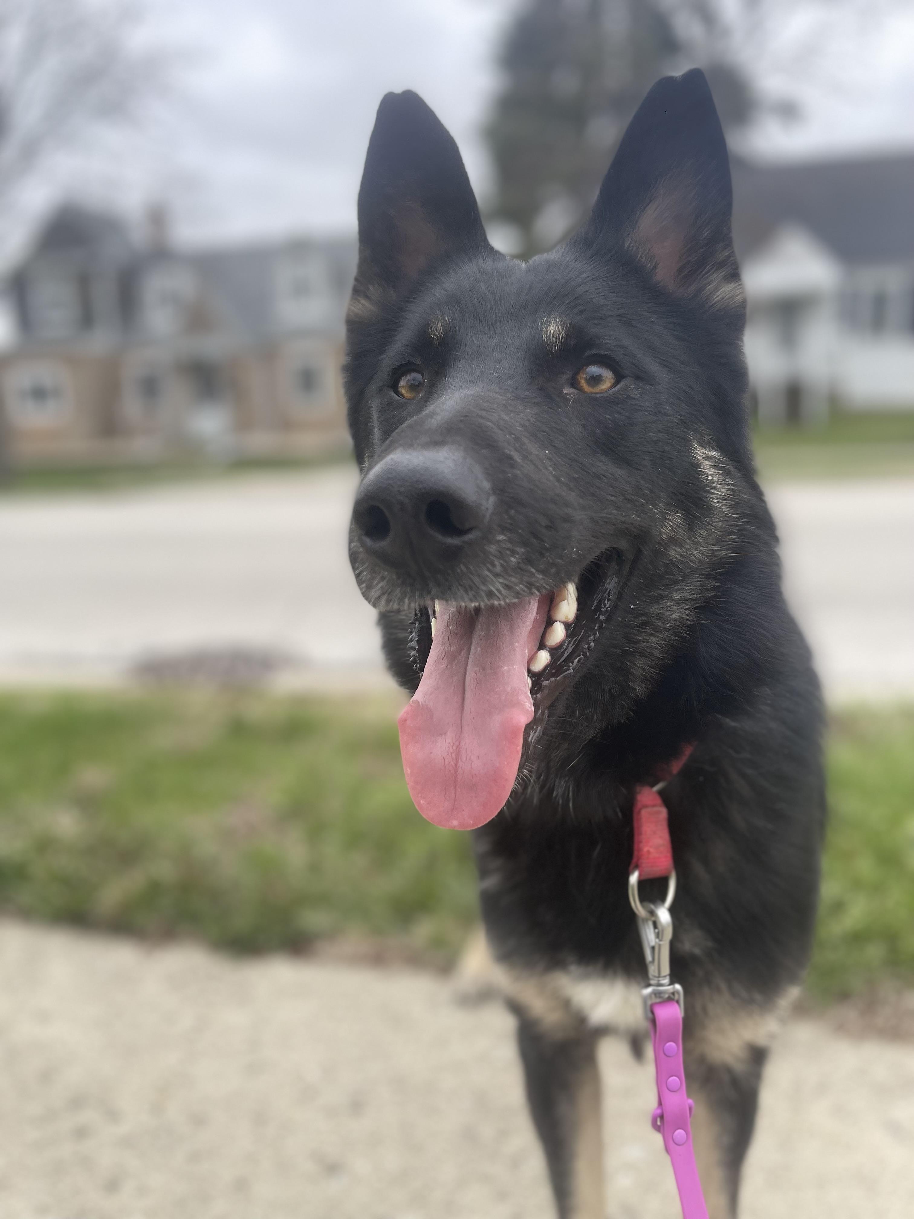 Enlarge Declan, a Adoptable German Shepherd Dog in Northlake, IL image 3/6