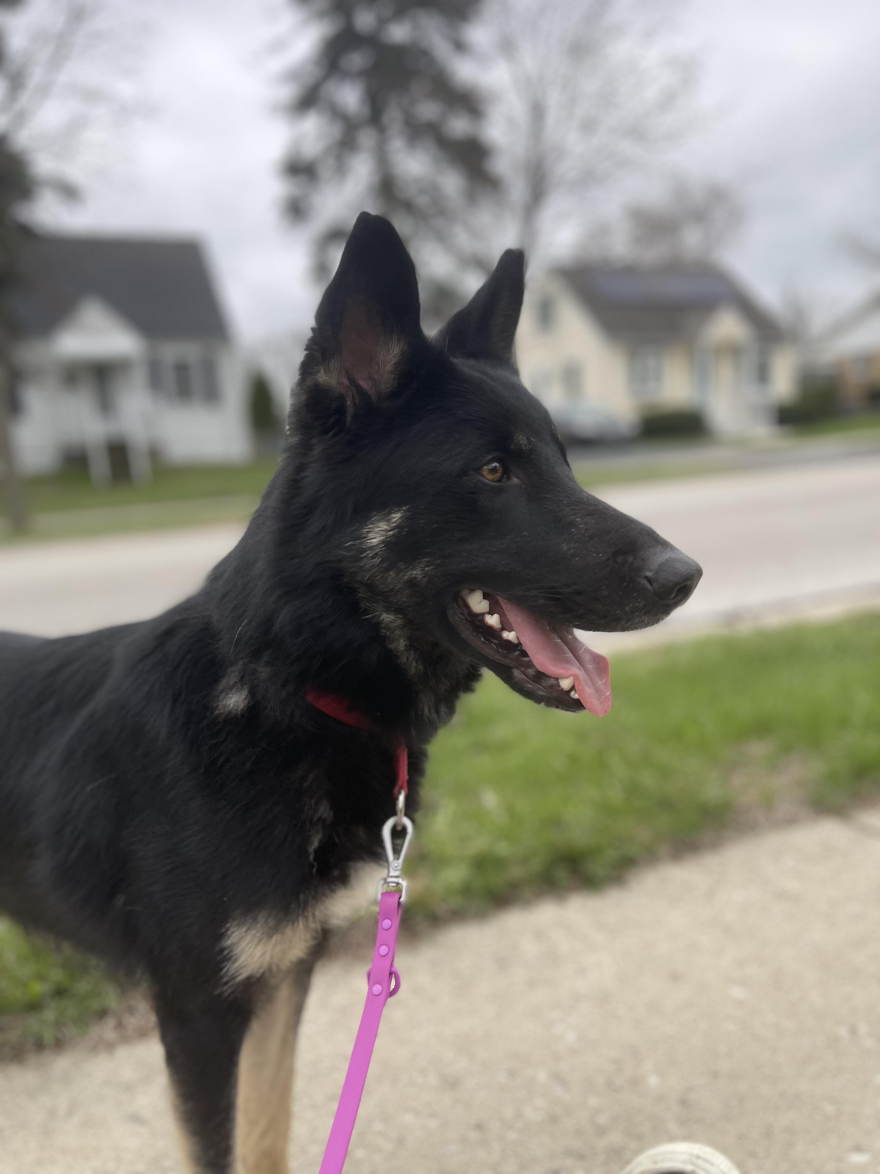Enlarge Declan, a Adoptable German Shepherd Dog in Northlake, IL image 2/6