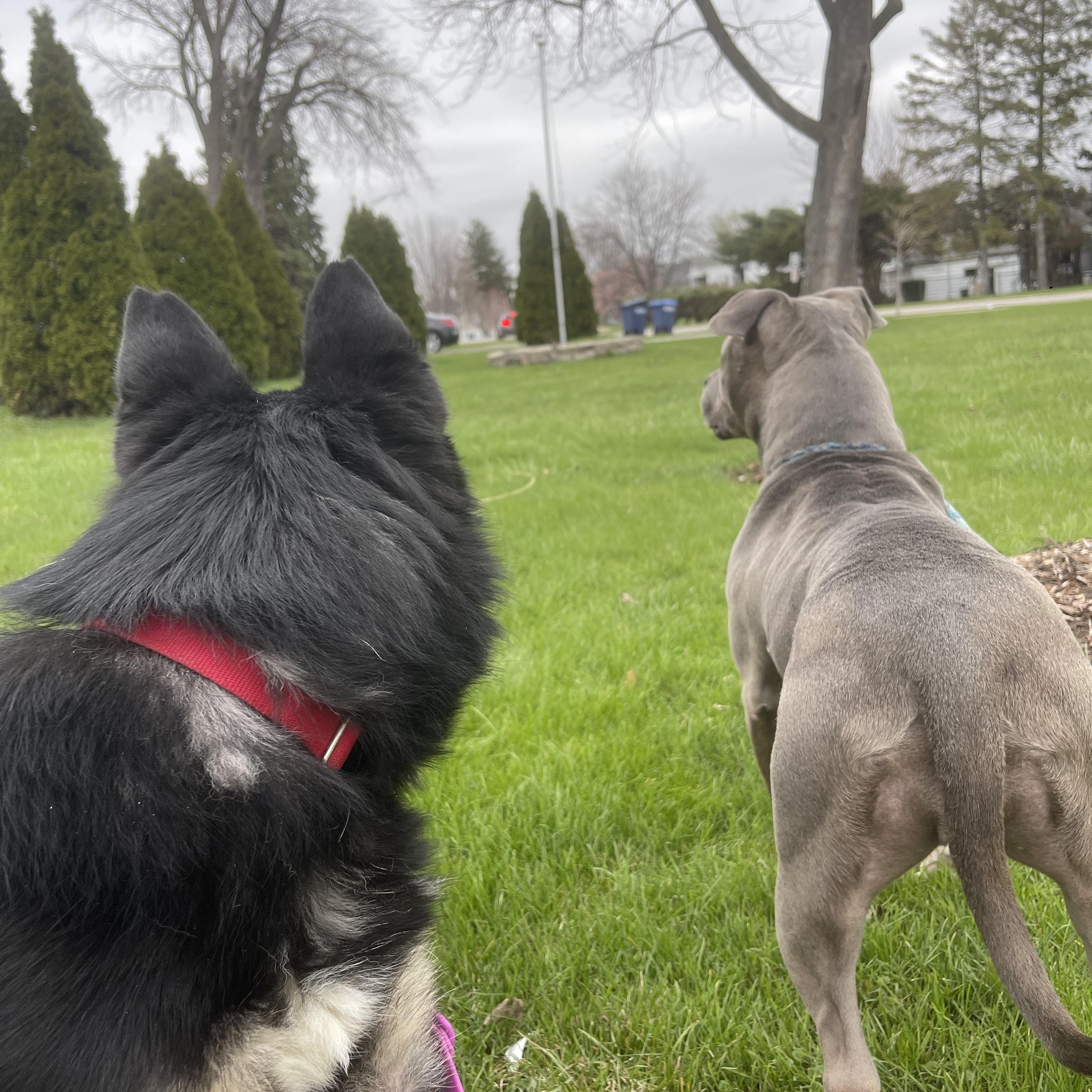 Enlarge Declan, a Adoptable German Shepherd Dog in Northlake, IL image 4/6