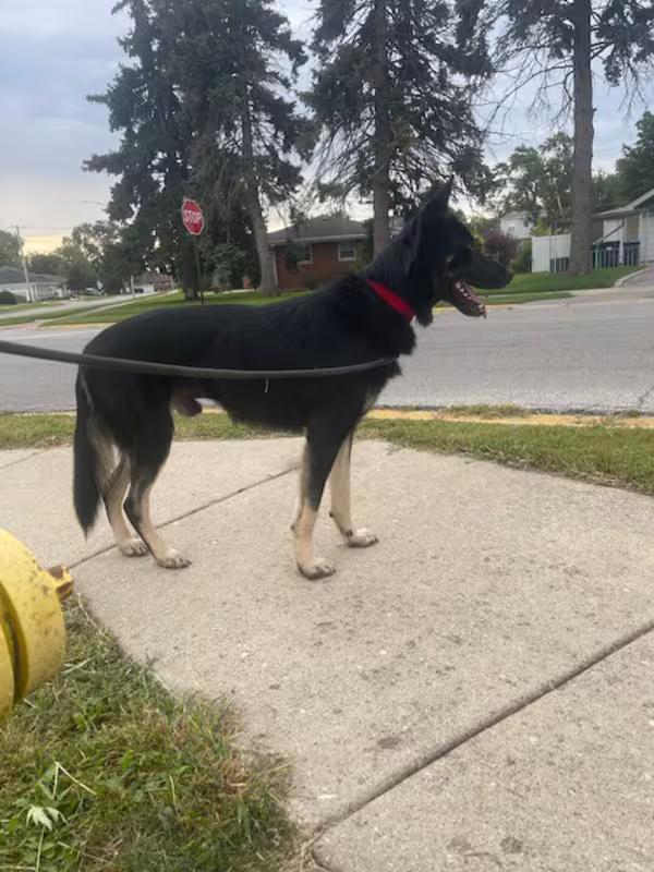 Enlarge Declan, a Adoptable German Shepherd Dog in Northlake, IL image 4/4