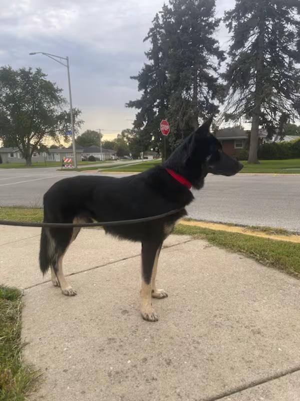 Enlarge Declan, a Adoptable German Shepherd Dog in Northlake, IL image 2/4