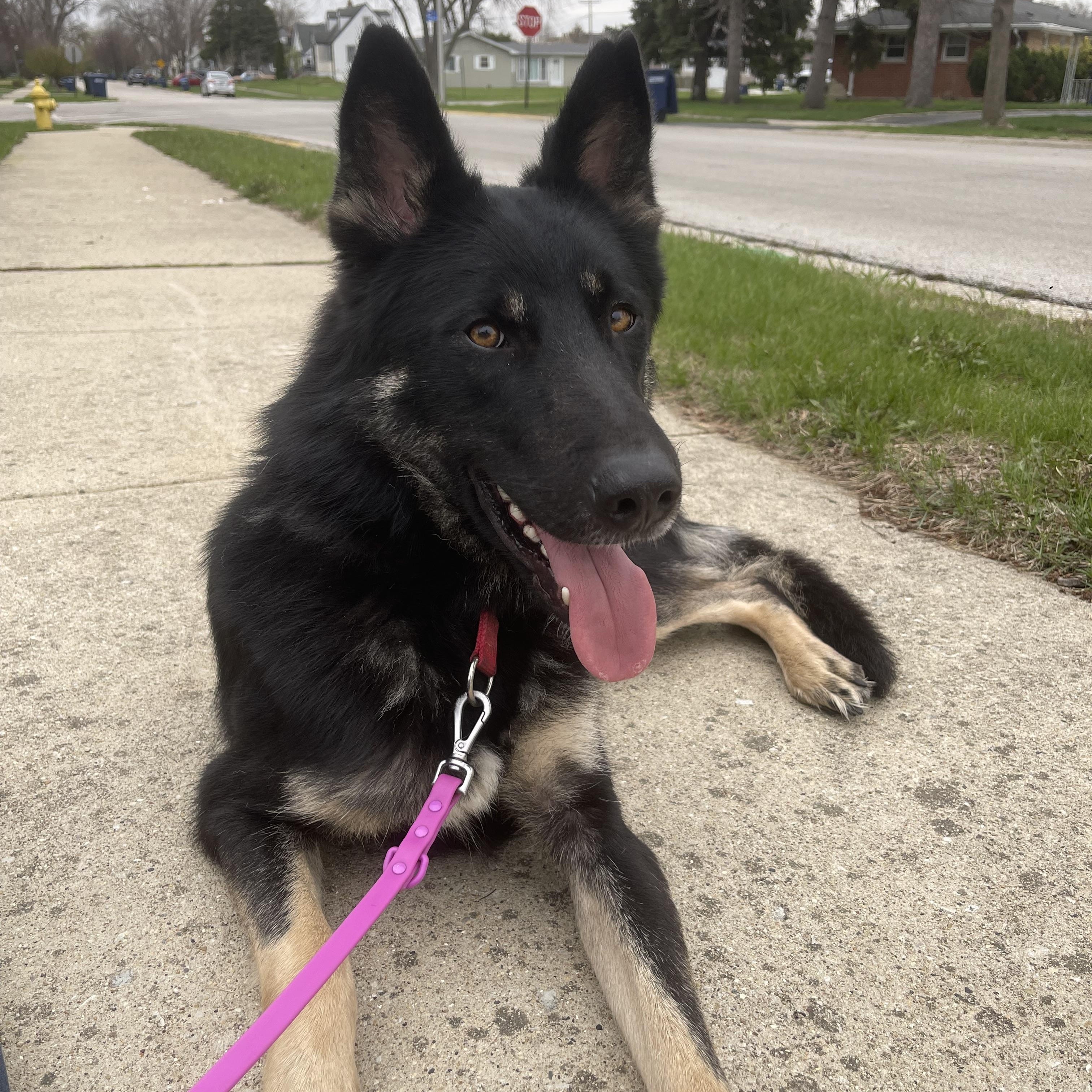 Declan, Adoptable, Young Male German Shepherd Dog.