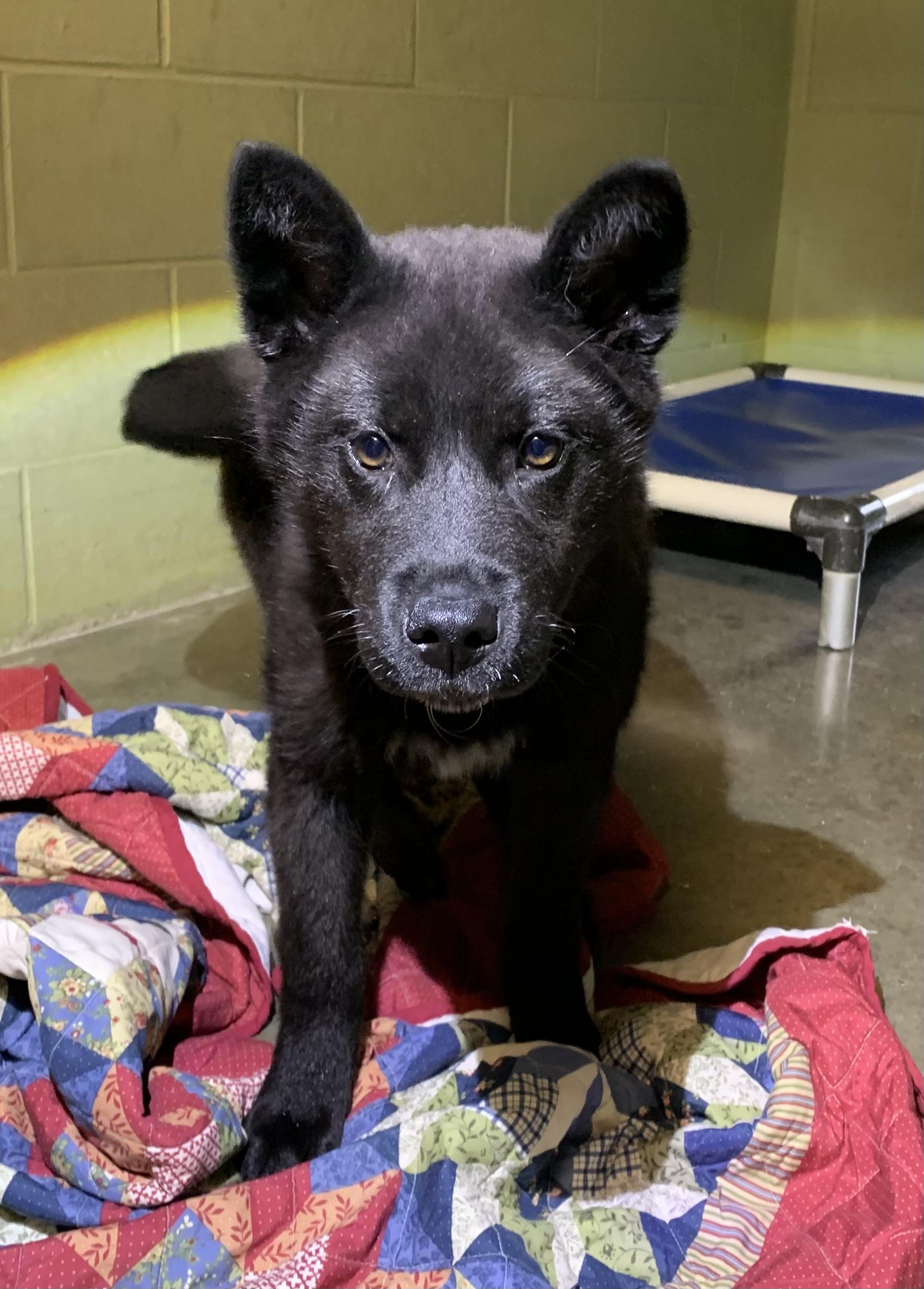 Evee, ADOPTABLE, Puppy Female Akita.