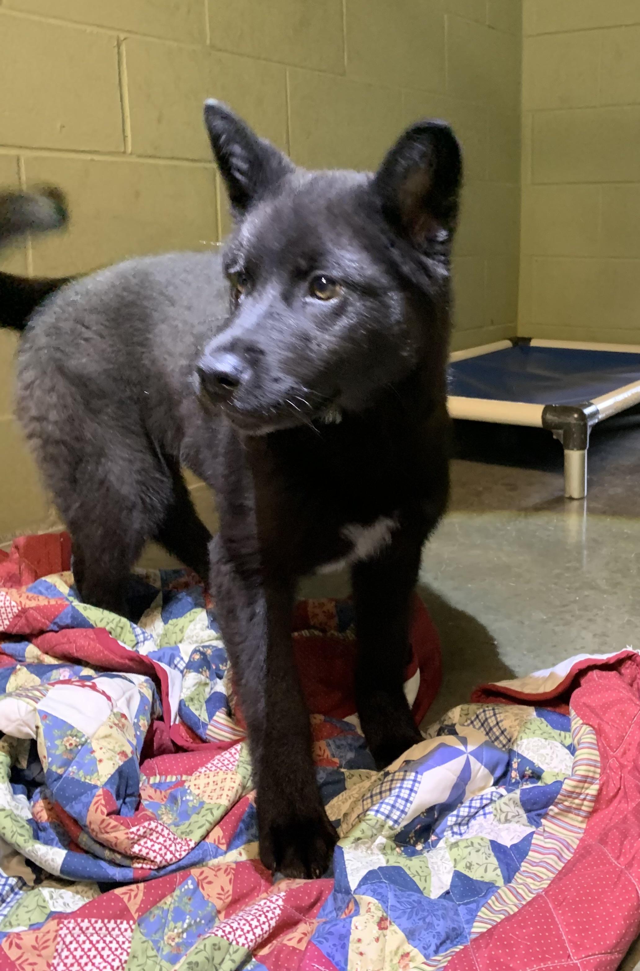 Enlarge Evee, a ADOPTABLE mixed breed in Massena, NY image 2/2