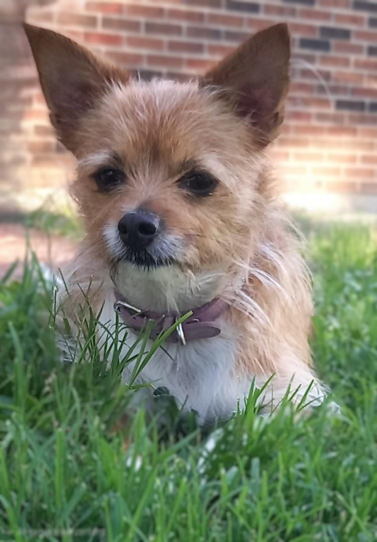 Sadie, adoptable, Adult Female Yorkshire Terrier & Chihuahua.