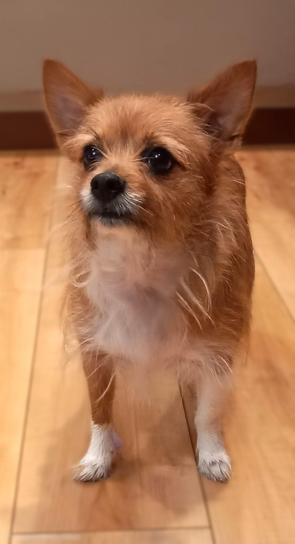 Sadie, an adoptable mixed breed in Bridgeton, MO image 3/4