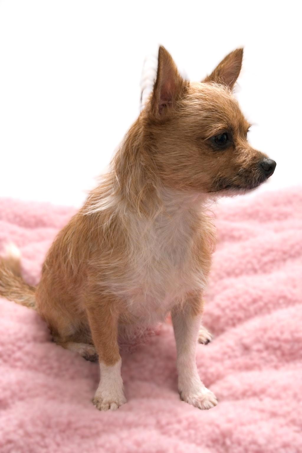 Sadie, a ADOPTABLE mixed breed in Bridgeton, MO image 3/3