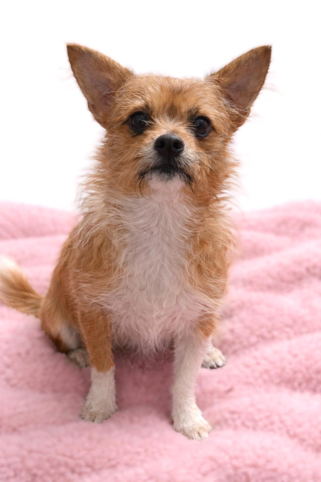 Sadie, a ADOPTABLE mixed breed in Bridgeton, MO image 2/3