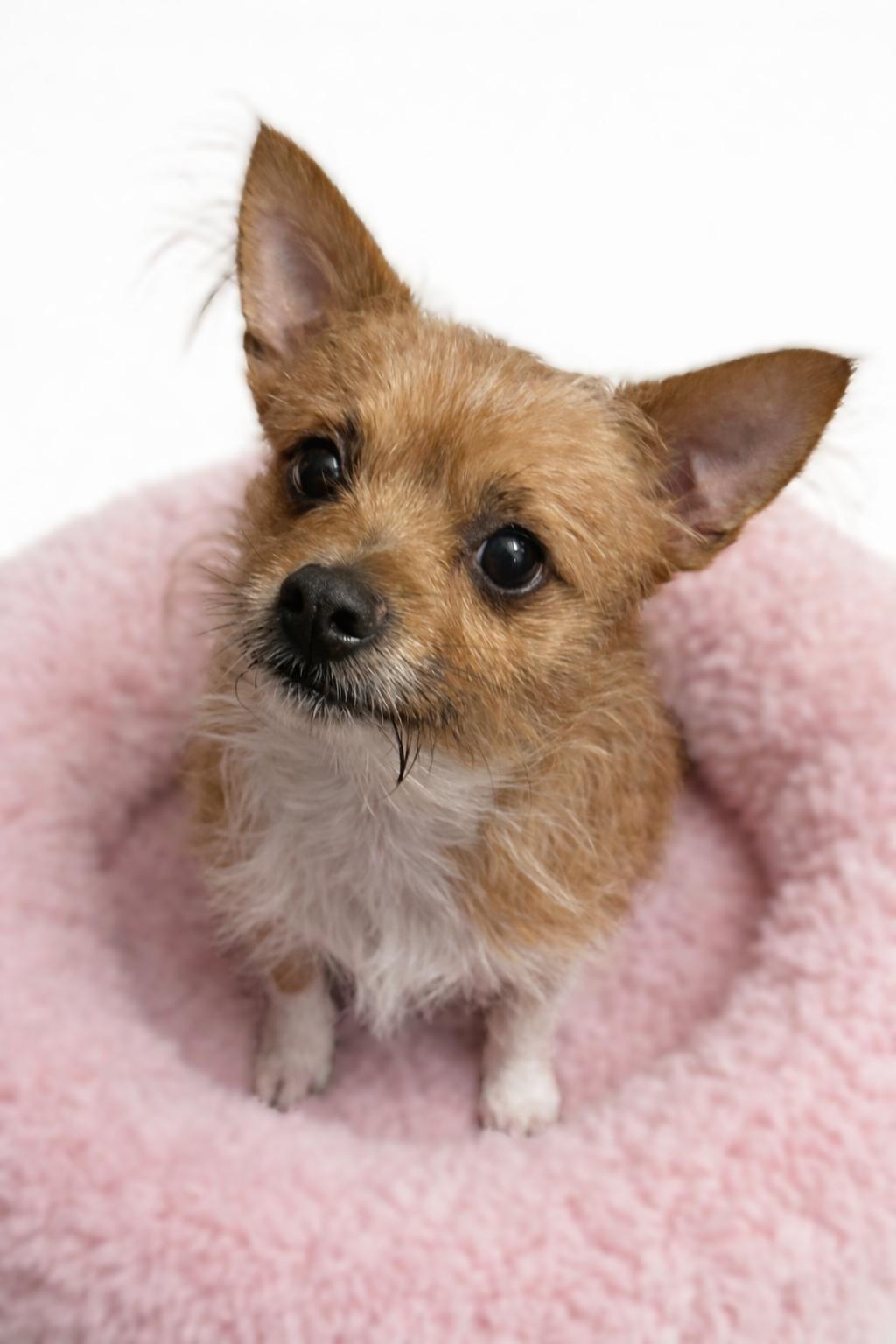 Sadie, ADOPTABLE, Adult Female Yorkshire Terrier & Chihuahua.