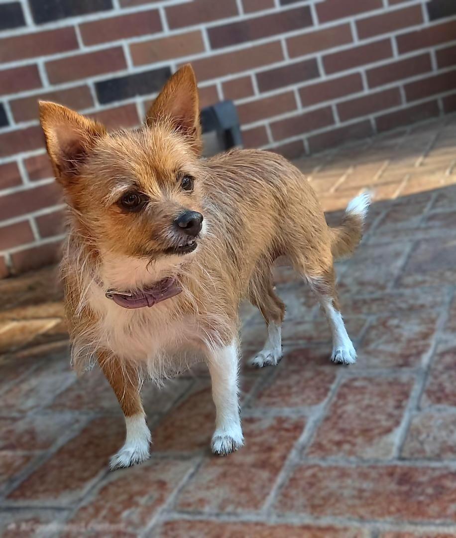 Sadie, an adoptable mixed breed in Bridgeton, MO image 2/4