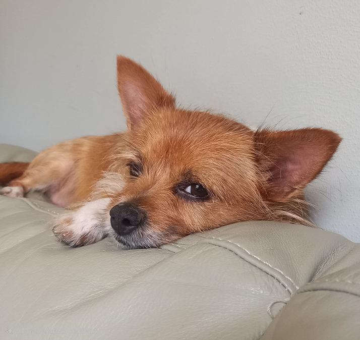 Sadie, Adoptable, Adult Female Yorkshire Terrier & Chihuahua.