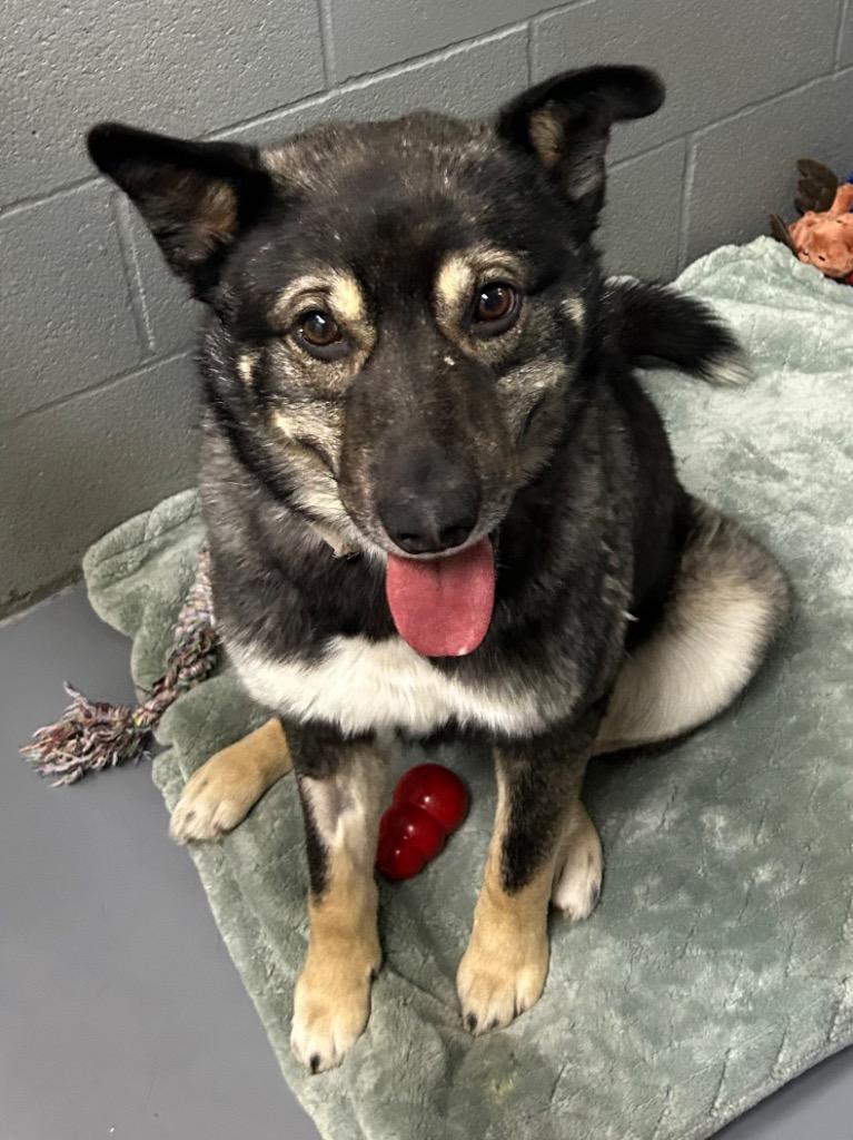 Papa Roach, Adoptable, Young Male Shepherd & Husky.