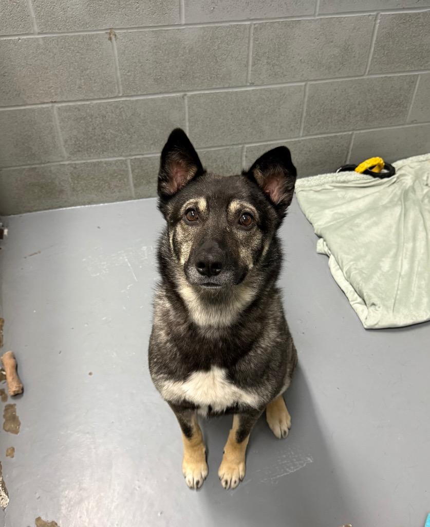 Papa Roach, a Adoptable mixed breed in Winnipeg, MB image 2/2