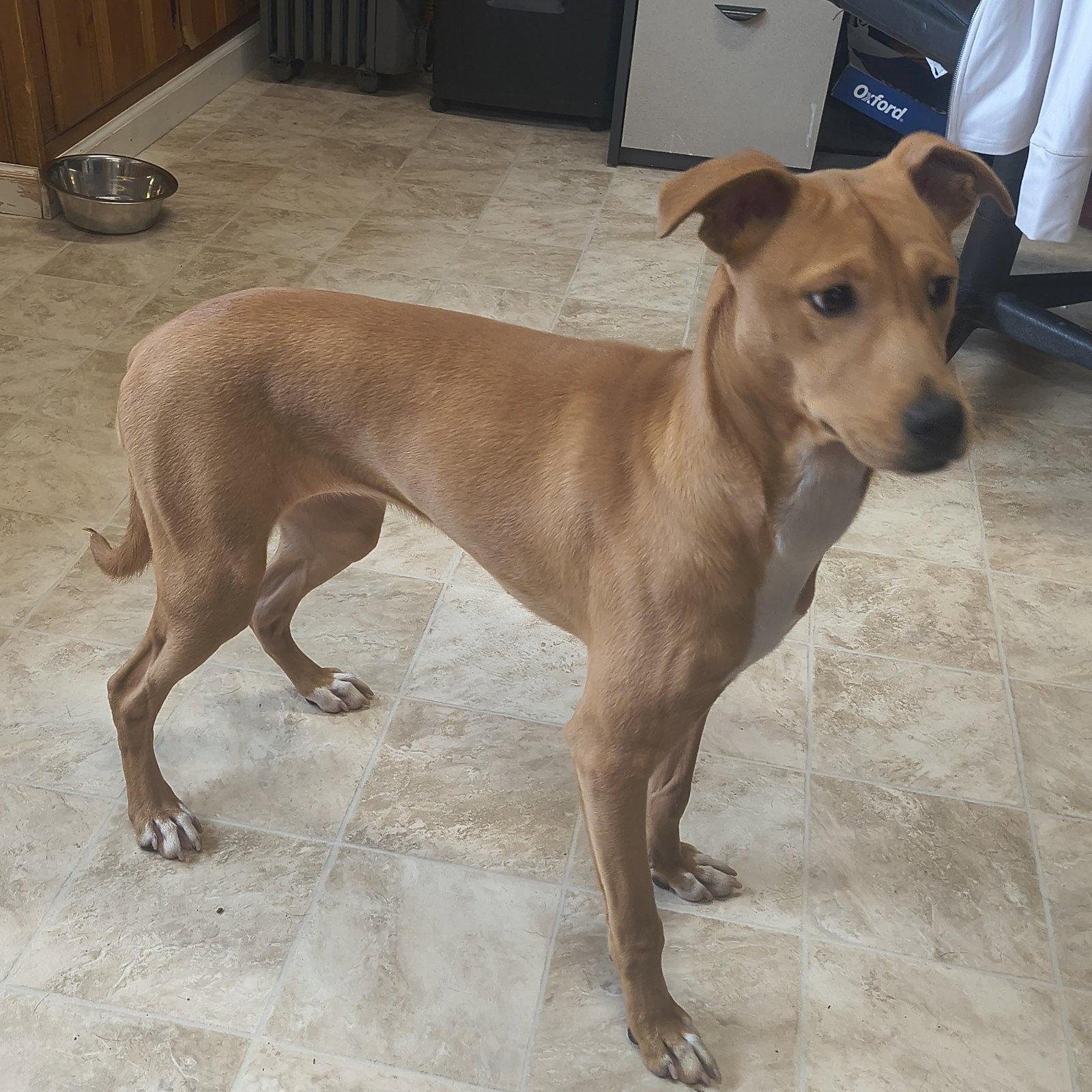 Lucinda, Adopted, Young Female Labrador Retriever.