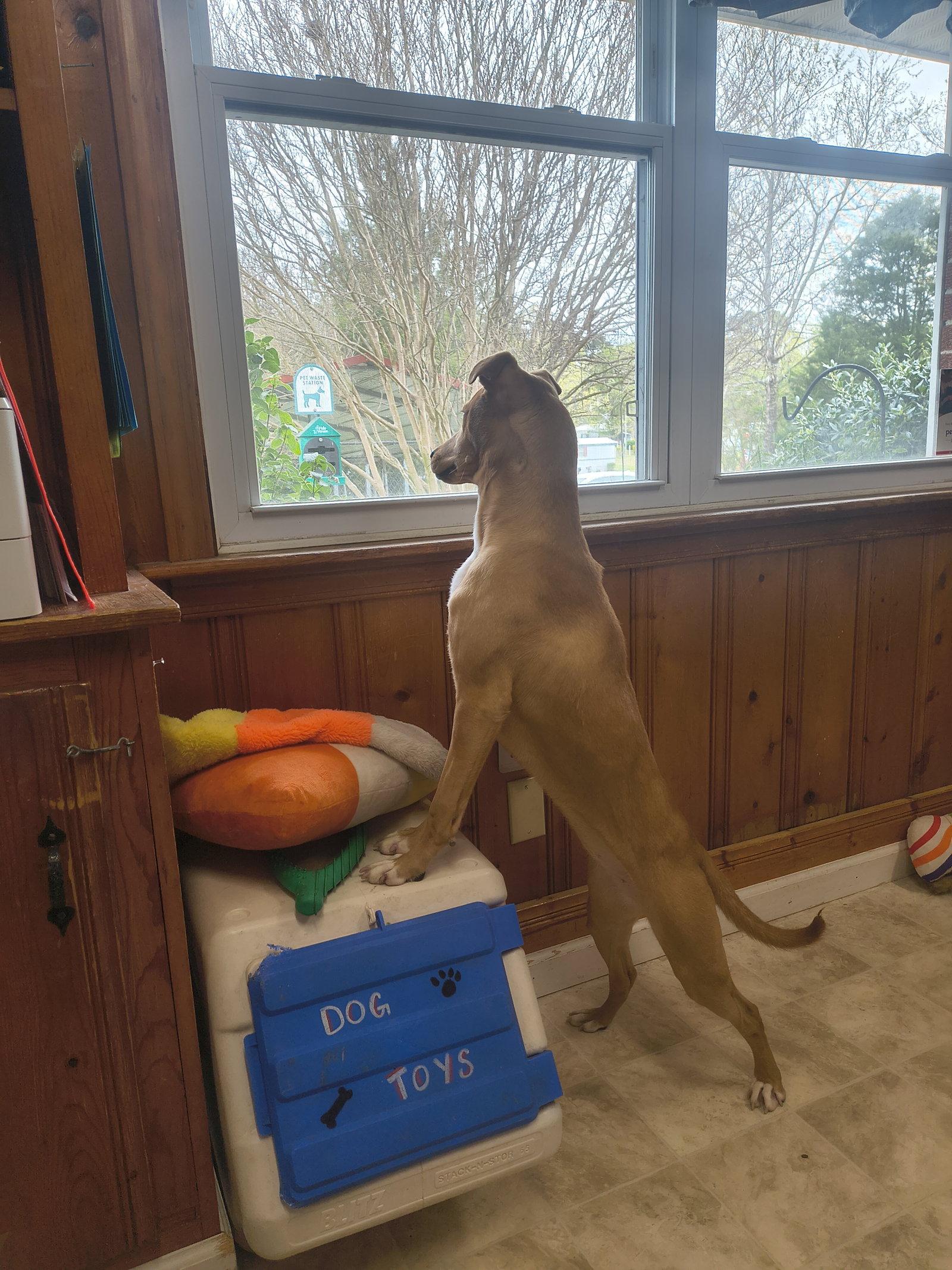 Enlarge Lucinda, a Adopted Labrador Retriever in Raleigh, NC image 2/3
