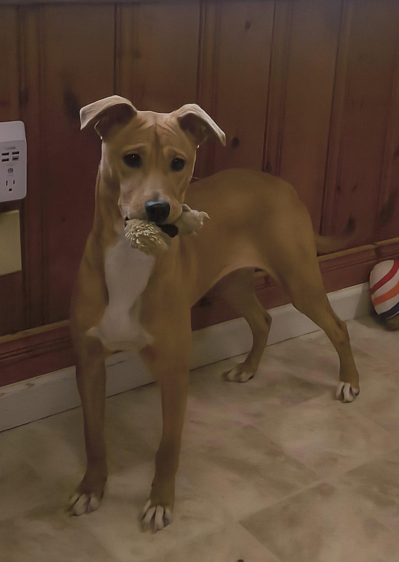 Enlarge Lucinda, a Adopted Labrador Retriever in Raleigh, NC image 3/3