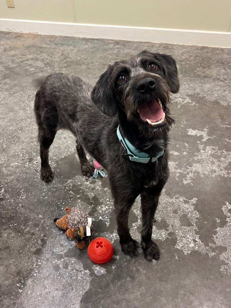 Cordelia, Adoptable, Adult Female German Wirehaired Pointer & Mixed Breed.
