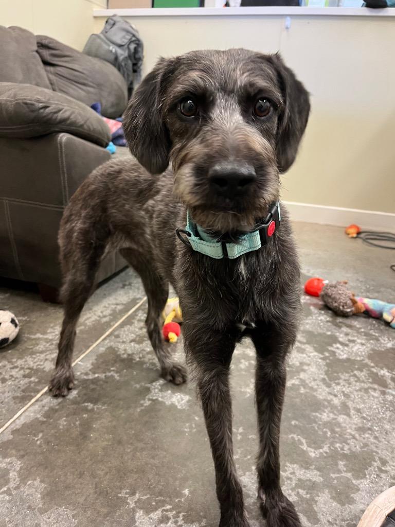 Cordelia thumbnail 4