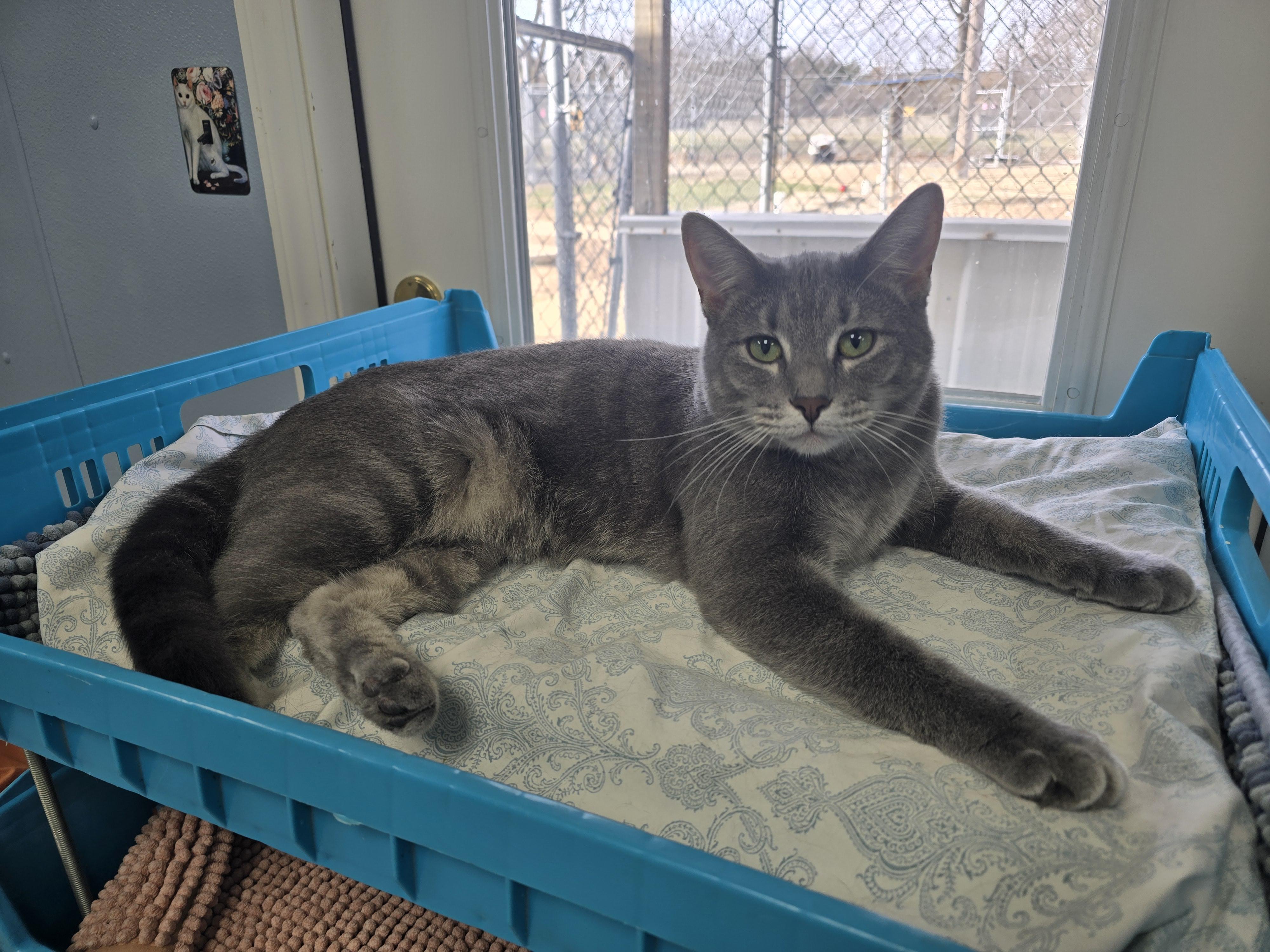Loki, Adoptable, Young Male Domestic Short Hair.