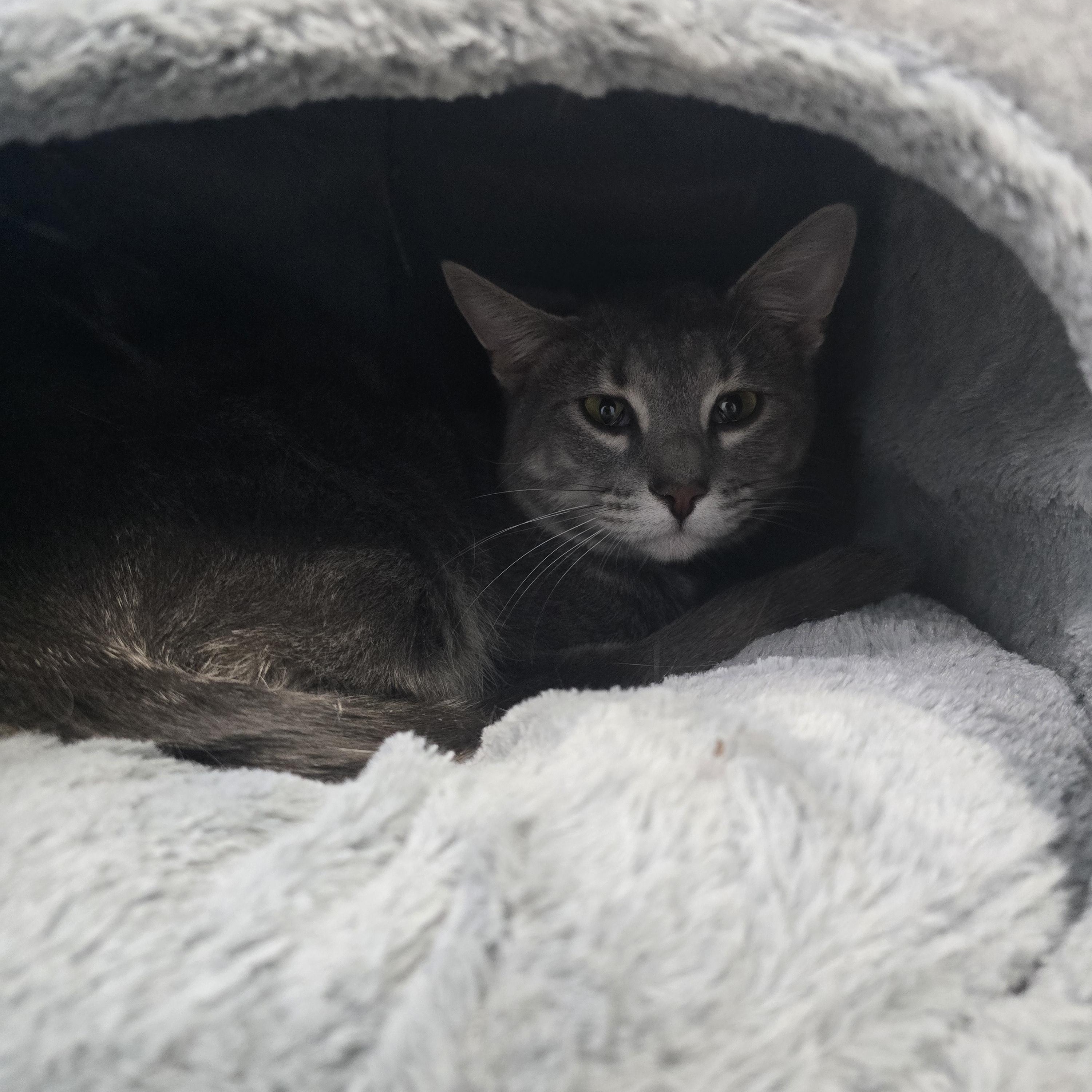 Enlarge Loki, a Adoptable Domestic Short Hair in Farmington, MO image 3/4