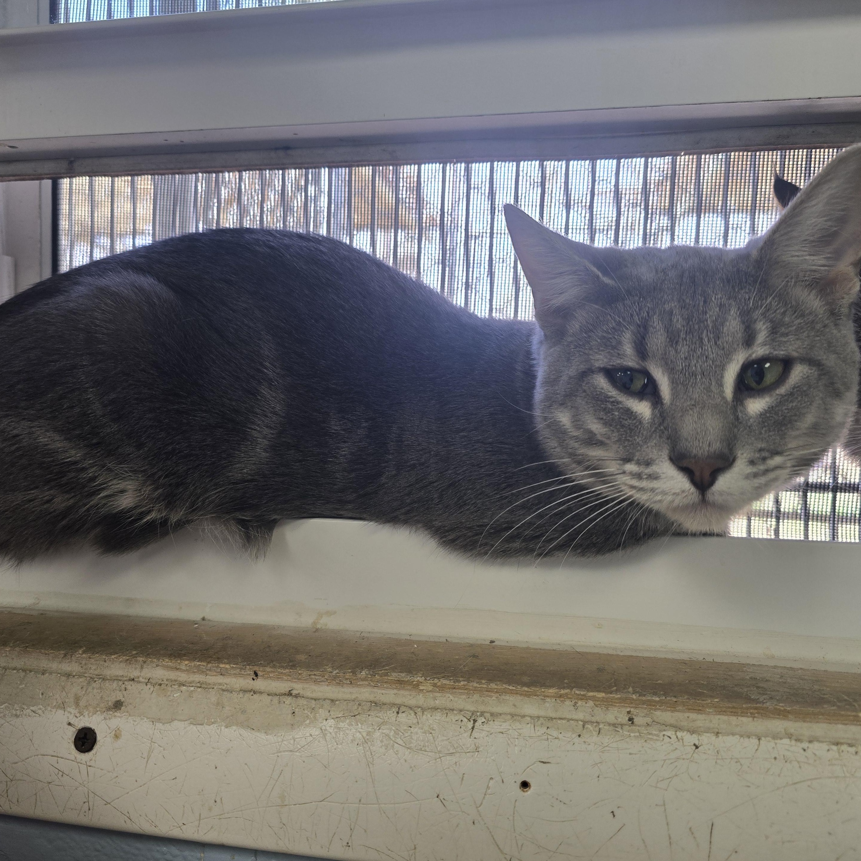 Enlarge Loki, a Adoptable Domestic Short Hair in Farmington, MO image 2/4