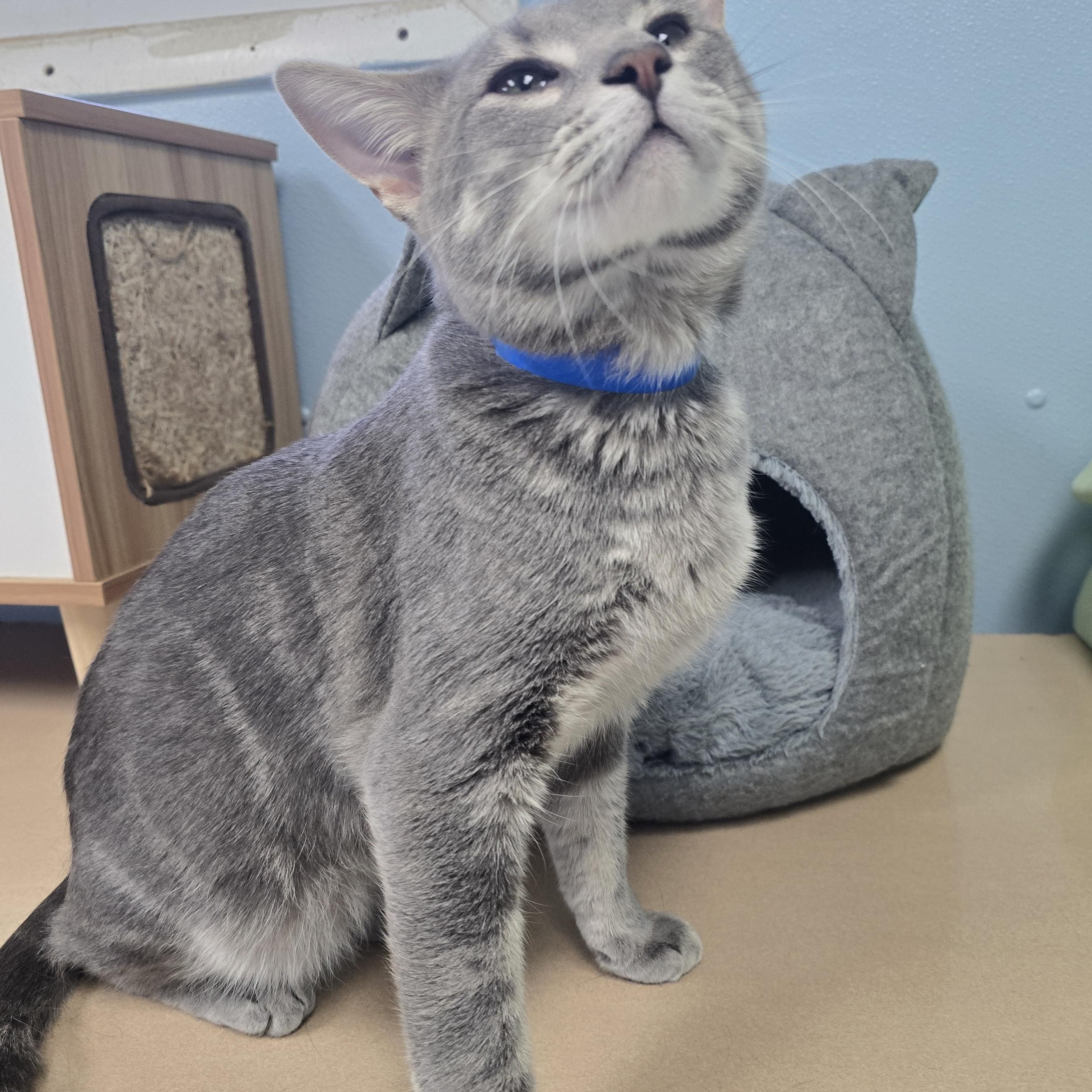 Loki, Adoptable, Young Male Domestic Short Hair.