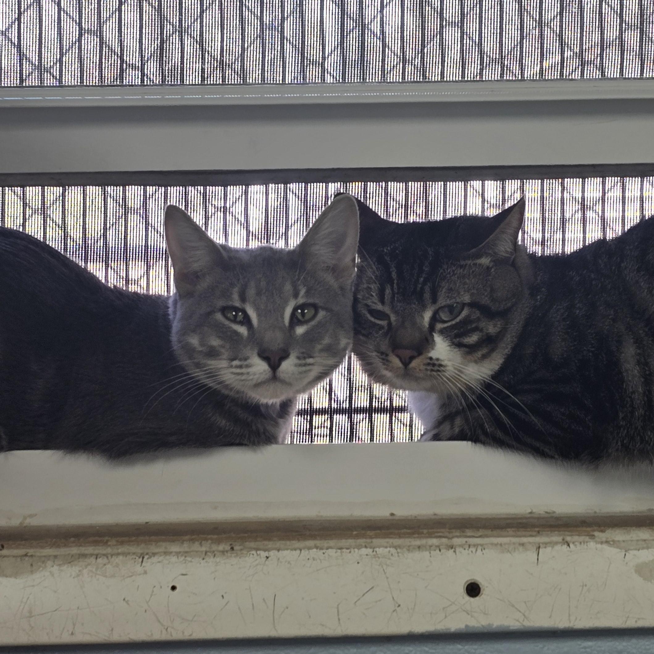 Enlarge Loki, a Adoptable Domestic Short Hair in Farmington, MO image 4/4